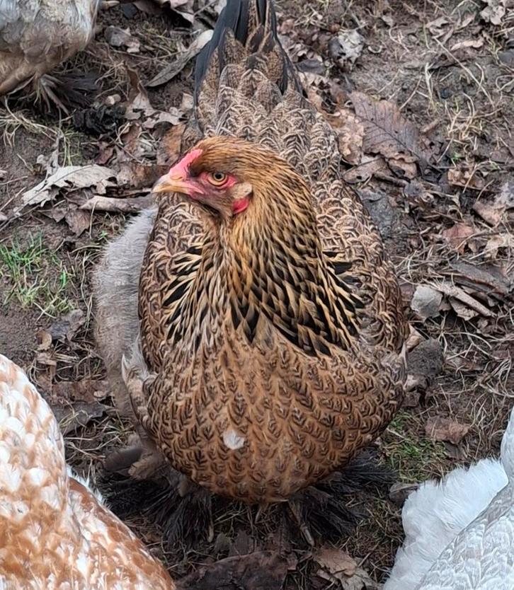 Brahma hennen, Dieren en Toebehoren, Pluimvee, Kip, Vrouwelijk