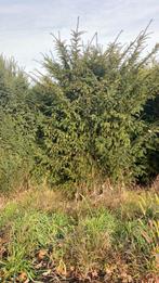Taxus haagplanten, Tuin en Terras, Ophalen, Overige soorten, 100 tot 250 cm