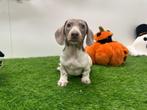 Dwergteckel pups, Dieren en Toebehoren, België, 8 tot 15 weken, Korthaar, CDV (hondenziekte)