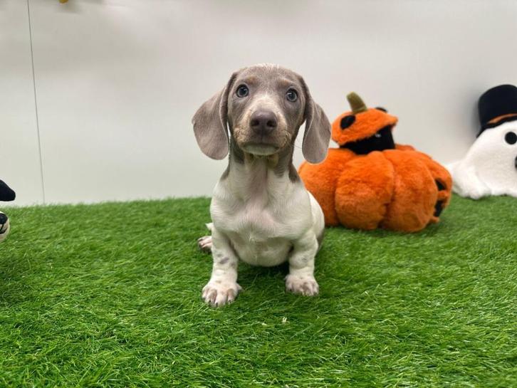 Dwergteckel pups, Dieren en Toebehoren, Honden | Teckels en Dashonden, Meerdere dieren, Korthaar, Dwerg, Fokker | Professioneel