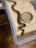 1.1 clown 66% het ultramel, Dieren en Toebehoren, Reptielen en Amfibieën