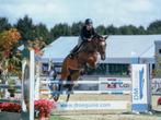 Tof springpaard Cardento merrie te koop, Dieren en Toebehoren, Paarden, Merrie, Springpaard, Gechipt, 170 tot 175 cm