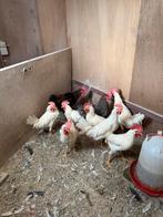 Leghorn hanen / maran hanen ( €8 per haan ), Dieren en Toebehoren, Pluimvee, Mannelijk, Kip