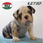 Unieke Engelse Bulldog pups -ook in prachtige Exotic kleuren, Dieren en Toebehoren, 15 weken tot 1 jaar, Handelaar, Buitenland