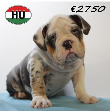 chiots Bouledogue Anglais - magnifiques couleurs exotiques, 15 semaines à 1 an, Parvovirose, Plusieurs animaux, Bouledogue