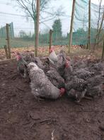 Foktoom Mechelse koekoek, Dieren en Toebehoren, Pluimvee