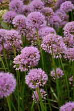 Allium Millenium in verschillende potmaten, Ophalen