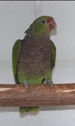 Wijnborst Amazone man 2025, Dieren en Toebehoren, Mannelijk, Papegaai, Geringd