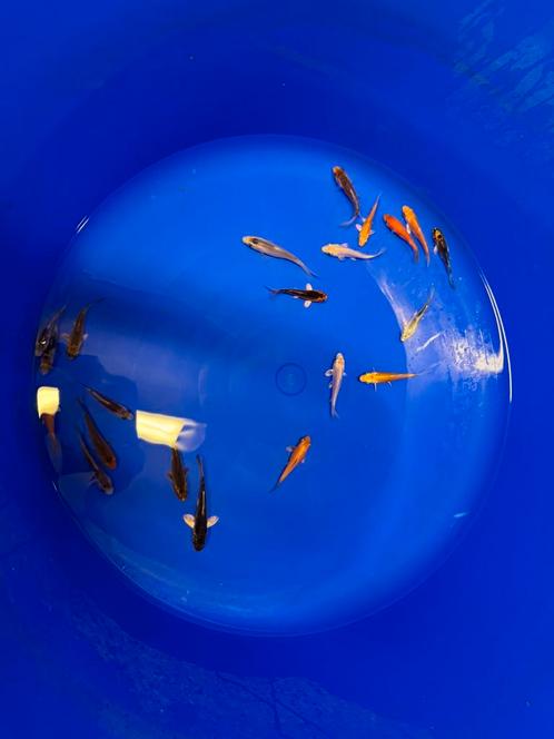 18 kois 6-9cm samen, Dieren en Toebehoren, Vissen | Vijvervissen, Karper of Koi