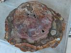 Disque en bois pétrifié, Enlèvement ou Envoi