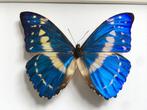 Echte Morpho Cypris vlinder uit Colombia met wit frame, Verzamelen, Nieuw, Opgezet dier, Ophalen of Verzenden, Insect