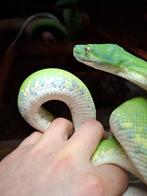 groene boompython, Dieren en Toebehoren, Slang, Tam, 0 tot 2 jaar