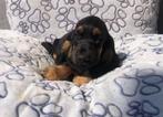 Engelse cocker pups, 8 tot 15 weken, Buitenland, CDV (hondenziekte), Meerdere