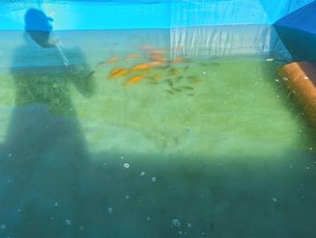 Poisson rouge citron beschikbaar voor biedingen