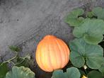 Grote pompoenen, Tuin en Terras, Planten | Tuinplanten, Ophalen