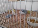 Forpussen 2025 Turqoise, Cinnamon, Bont, Blauw, groen, Dieren en Toebehoren, Geringd