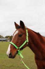 Zeer lieve ruin op leeftijd zoekt een 4-ever home., Dieren en Toebehoren, Gechipt, Ruin, Niet van toepassing, 11 jaar of ouder