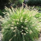 Pennisetum alopecuroides ‘Hameln’, Ophalen, Siergrassen