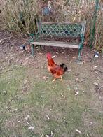 coq Araucana, Animaux & Accessoires, Mâle, Domestique