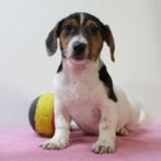 Schattige Jack Russell-puppy’s te koop (Belgisch), Dieren en Toebehoren, Honden | Jack Russells en Terriërs, België, Jack Russell Terriër