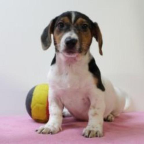 Schattige Jack Russell-puppy’s te koop (Belgisch), Dieren en Toebehoren, Honden | Jack Russells en Terriërs, Teef, Jack Russell Terriër
