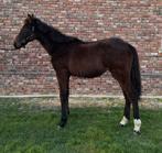 2 Jaarlingen te koop, Minder dan 160 cm, 0 tot 2 jaar, Hengst, Onbeleerd