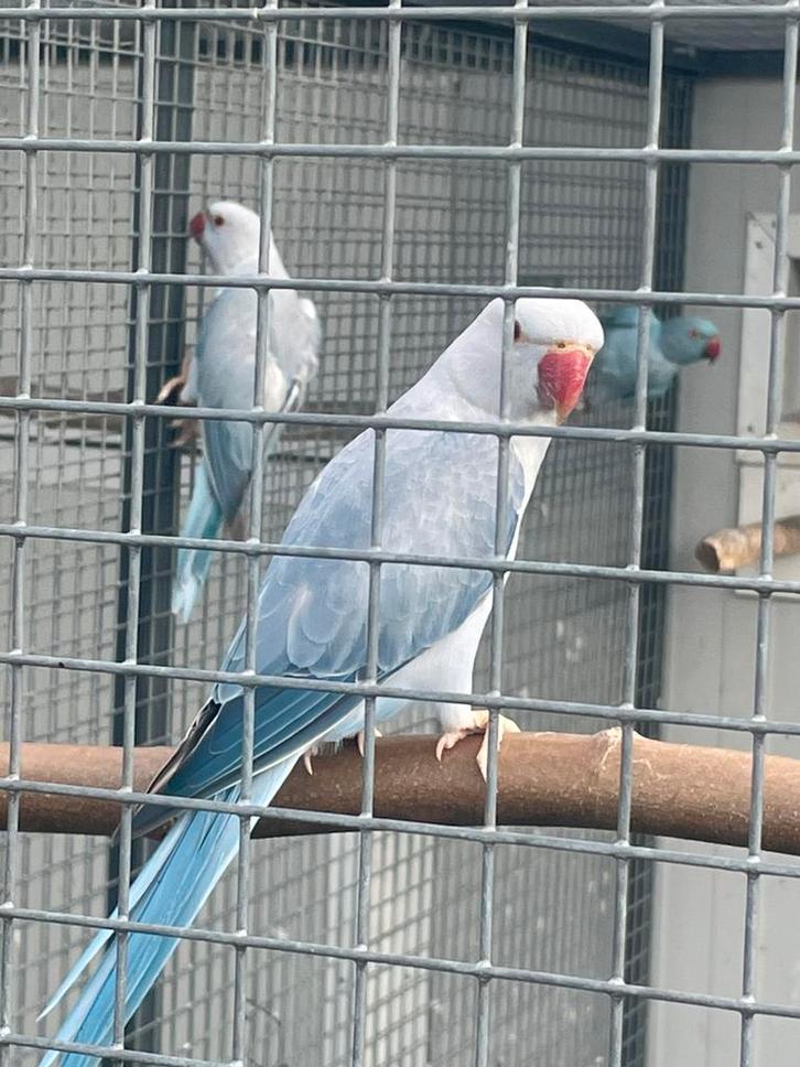 Collier pour perruches Butterkop, Animaux & Accessoires, Oiseaux | Perruches & Perroquets, Perruche, Plusieurs animaux, Bagué