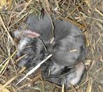 2 bébés lapins nains colorés (14/2/2024), Animaux & Accessoires, Sexe inconnu, Nain, 0 à 2 ans