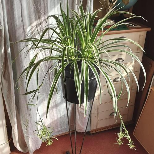 Grote zeer mooie meerjarige Chlorophitum met jonkies, Huis en Inrichting, Kamerplanten, In pot, Ophalen