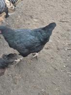 kippen, Vrouwelijk, Kip