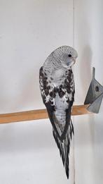 Grijze blackwings pop, Dieren en Toebehoren, Geringd