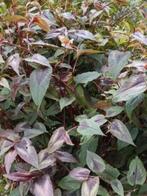 Persicaria Red Dragon, lees beschrijving, Tuin en Terras, Halfschaduw, Zomer, Vaste plant, Overige soorten