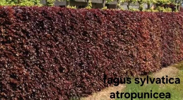 Fagus sylvatica atropunicea!, Tuin en Terras, Planten | Struiken en Hagen, Beukenhaag, Ophalen