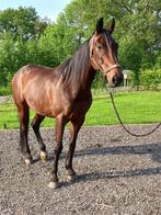 Recreatie paard, Zadelmak, 7 tot 10 jaar, Ruin, 165 tot 170 cm