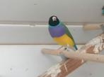 Goulds Diamond-mutatie, Dieren en Toebehoren, Vogels | Overige Vogels