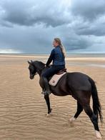 Prachtig, betrouwbaar recreatiepaard, Dieren en Toebehoren, Paarden, Ruin, Recreatiepaard