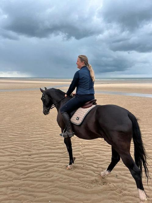 Prachtig, betrouwbaar recreatiepaard, Dieren en Toebehoren, Paarden, Ruin, Recreatiepaard