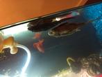 Betta Vissen en ruitenkuisers te koop.. bieden, Vis