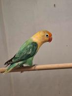 Fischeri, Geslacht onbekend, Dwergpapegaai of Agapornis