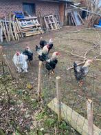 Brahma Coqes, Mâle, Poule ou poulet