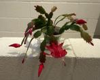 Kerstcactus - Lidcactus - Schlumbergera, Ophalen, In pot