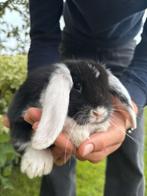 Super lief Nederlands dwerg hangoortje