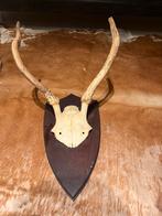 Taxidermie gewei 1 daguet, Huis en Inrichting, Woonaccessoires | Wanddecoraties, Ophalen, Zo goed als nieuw