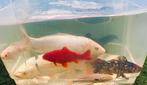VIJVERVISSEN – KOI – GOUDVISSEN (60Euro voor alles), Dieren en Toebehoren, Vissen | Aquariumvissen