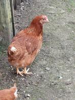 Jonge bruine legkippen, Dieren en Toebehoren