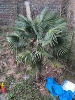 Palmier, Jardin & Terrasse, Enlèvement
