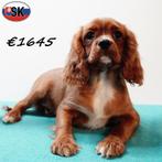Cavalier King Charles (Ruby, reutjes) pups te koop, Dieren en Toebehoren, Honden | Chihuahua's en Gezelschapshonden, 15 weken tot 1 jaar