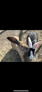 Vlaamse reus moer gevaccineerd, Animaux & Accessoires, Lapins, Femelle, Grand, 0 à 2 ans