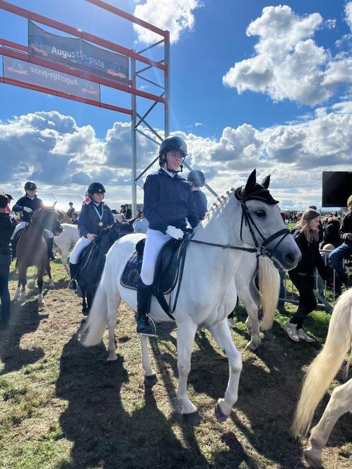 D pony, Dieren en Toebehoren, Pony's, Merrie, L, D pony (1.37m tot 1.48m), Springpony, 11 jaar of ouder, Gechipt, Ontwormd, Ingeënt