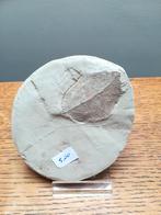 fossielen, Verzamelen, Mineralen en Fossielen, Ophalen of Verzenden, Fossiel